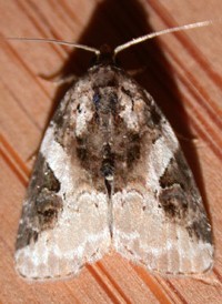 Pink-barred Marvel Pink-barred Marvel